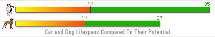 Maximum lifespan of a domestic cat and dog