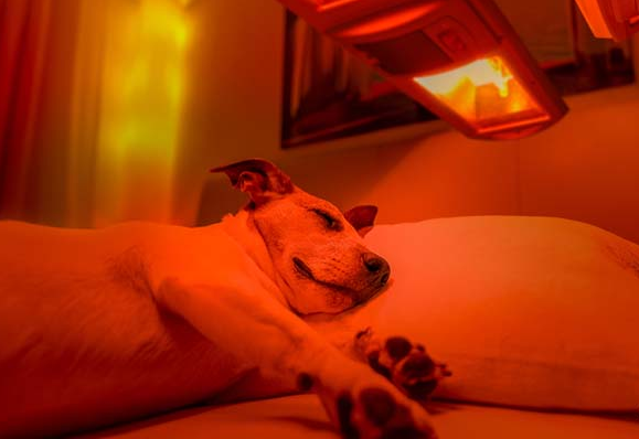 The importance of red LED light for treating pet