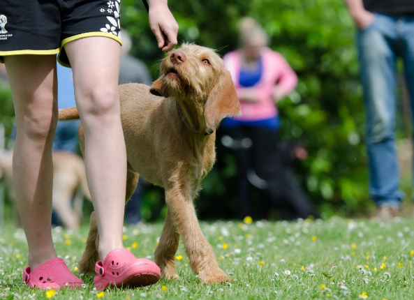 What is Obedience Training