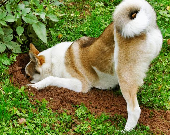 Five Ways to Stop Your Dog Digging up Your Yard