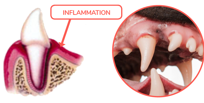 Gum Disease in Pets