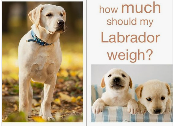 Labrador Puppy Weight – Puppy Growth Development