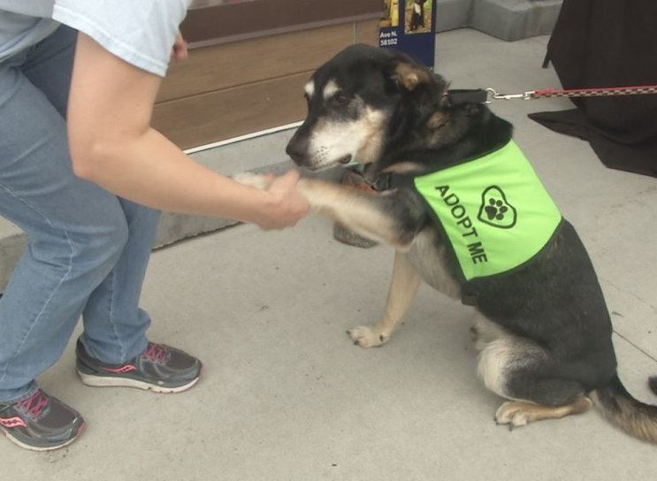 Local Minnesota Animal Shelters