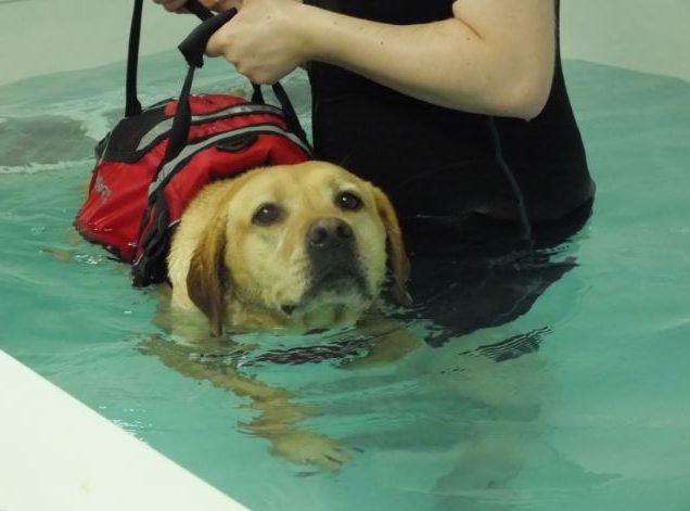 Hydrotherapy for Dog Weight Loss