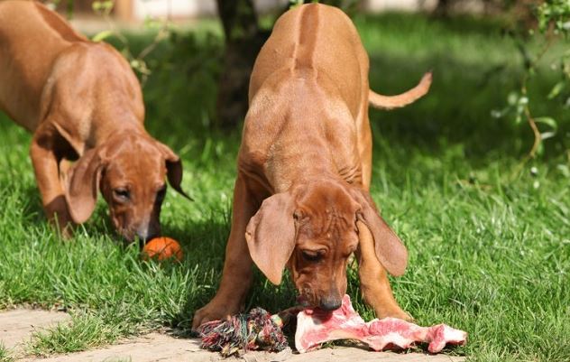 The health benefits of raw feeding for cats and dogs