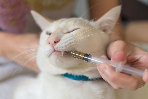 Things to know before feeding the cat with a syringe