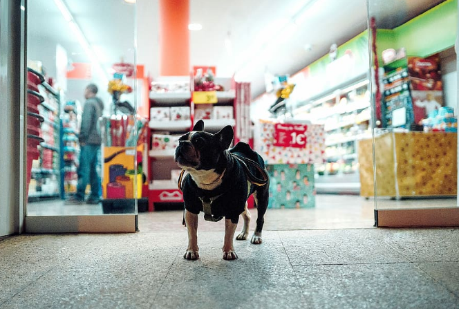 Buying Pet Supplies to Make Your Pet Feel Comfortable