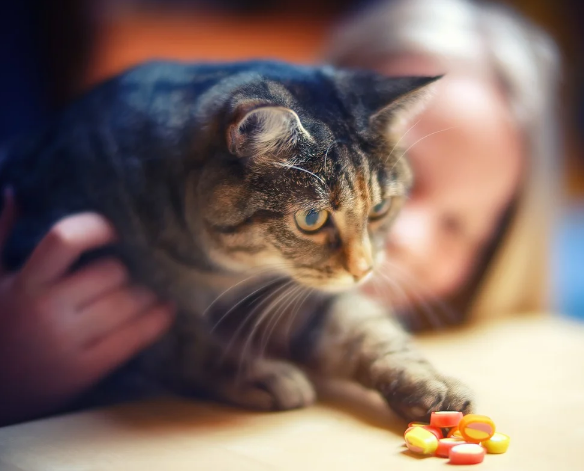 Understanding Pet Prescription Drug Cards