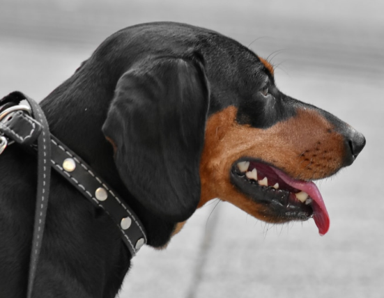 Things to Consider When Selecting a Dog Collar