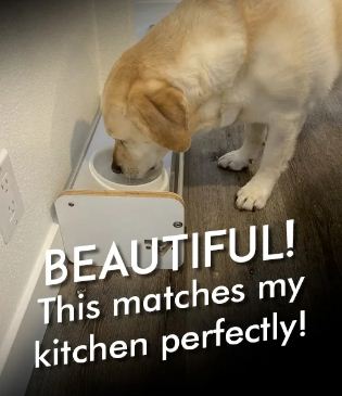 Kibble Katcher Revolutionizes the Dog Bowl with Functionality and Chic Style
