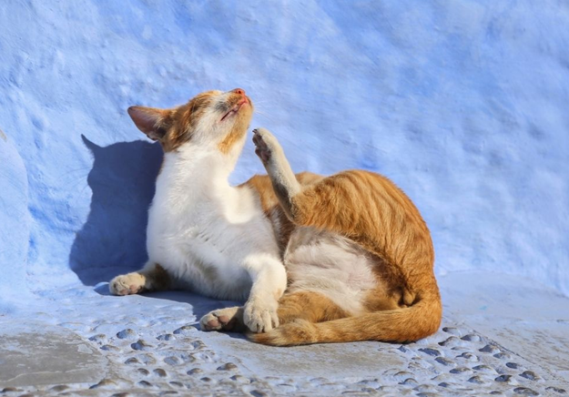 Top 5 Ways To Get Rid of Fleas On Your Cat?