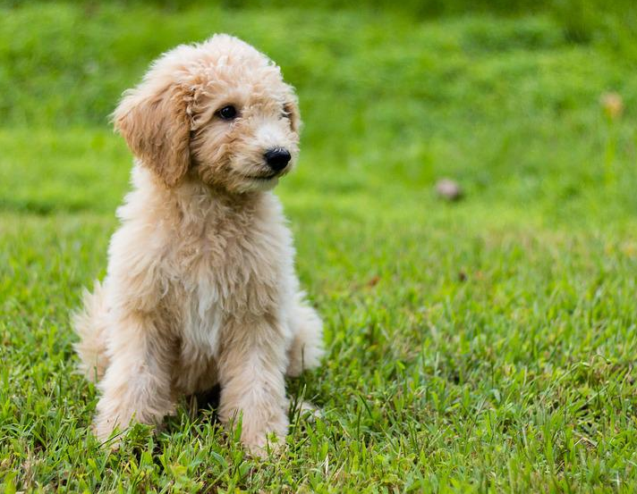 Are You Considering Purchasing Groodle puppies for sale?