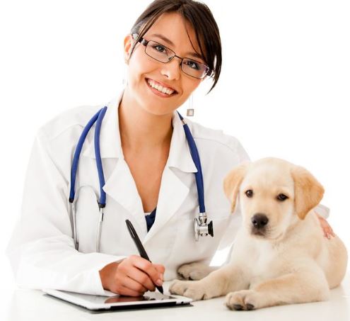 Supplements and Your Dog’s Health