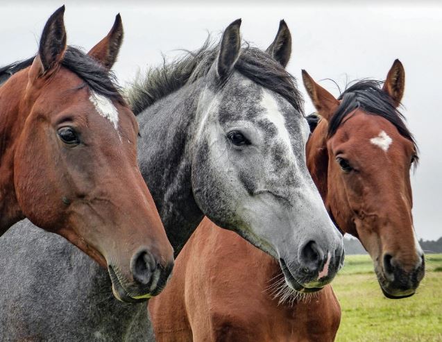 All You Need to Know About Horse Business Liability Insurance